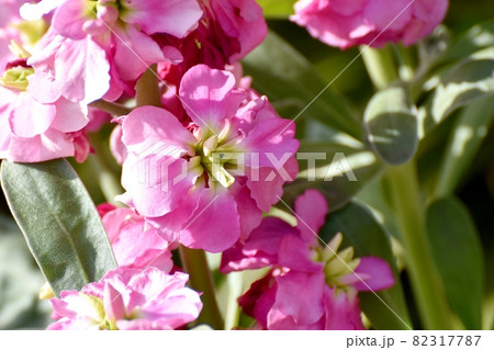 三鷹中原に咲くピンクのストックの花 82317787