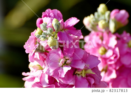 三鷹中原に咲くピンクのストックの花 三鷹中原に咲くピンクのストックの花 82317813