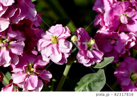 三鷹中原に咲くピンクのストックの花 三鷹中原に咲くピンクのストックの花 82317816