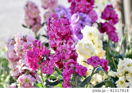 三鷹中原に咲くピンクのストックの花 82317818