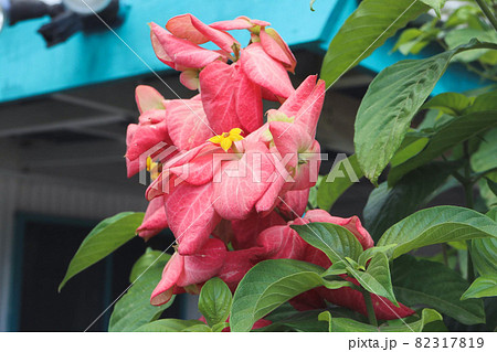 フィジーの綺麗な南国の花 フィジーの綺麗な南国の花 82317819