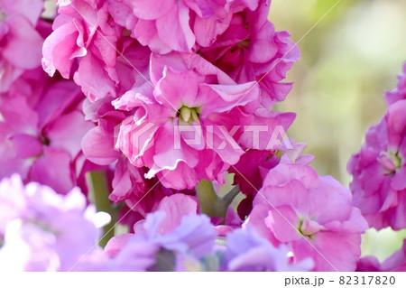 三鷹中原に咲くピンクのストックの花 三鷹中原に咲くピンクのストックの花 82317820