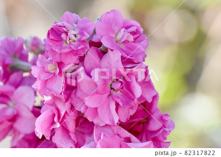 三鷹中原に咲くピンクのストックの花 82317822