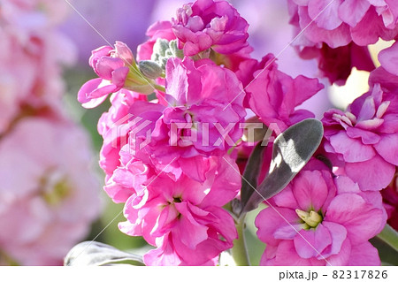三鷹中原に咲くピンクのストックの花 82317826