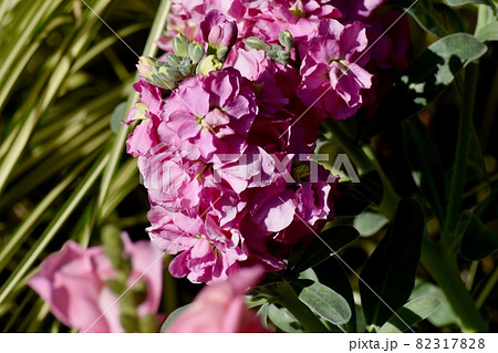 三鷹中原に咲くピンクのストックの花 82317828