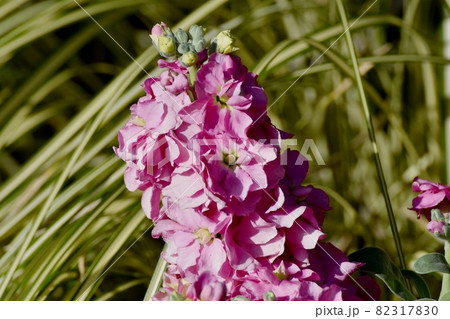 三鷹中原に咲くピンクのストックの花 三鷹中原に咲くピンクのストックの花 82317830