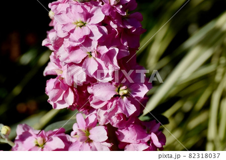 三鷹中原に咲くピンクのストックの花 82318037