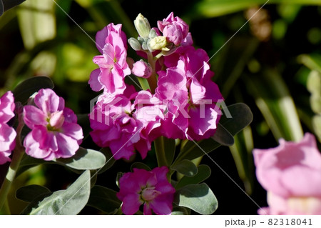 三鷹中原に咲くピンクのストックの花 82318041