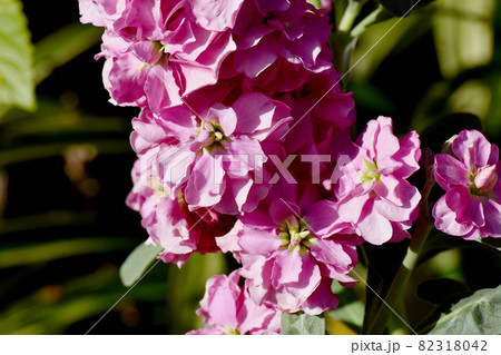 三鷹中原に咲くピンクのストックの花 82318042