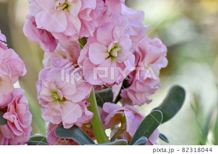 三鷹中原に咲く淡いピンクのストックの花 三鷹中原に咲く淡いピンクのストックの花 82318044