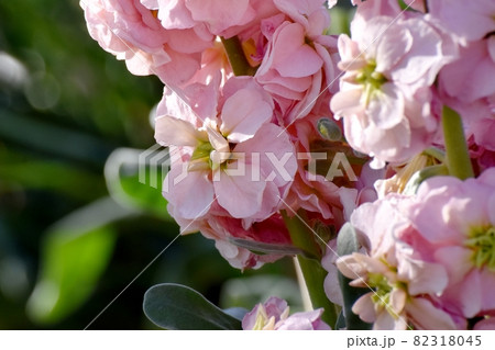 三鷹中原に咲く淡いピンクのストックの花 三鷹中原に咲く淡いピンクのストックの花 82318045