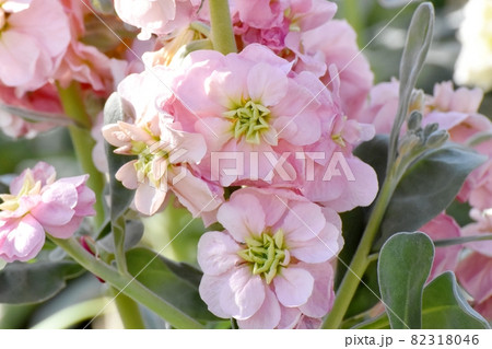 三鷹中原に咲く淡いピンクのストックの花 82318046