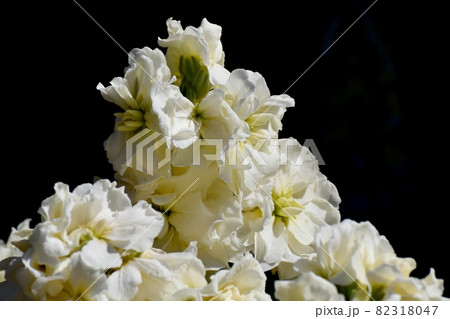 三鷹中原に咲く白いストックの花 三鷹中原に咲く白いストックの花 82318047