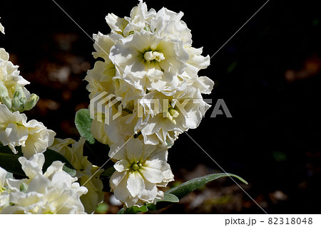 三鷹中原に咲く白いストックの花 三鷹中原に咲く白いストックの花 82318048