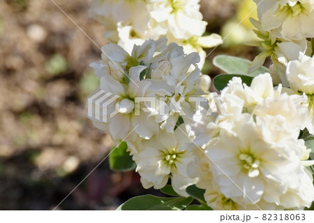 三鷹中原に咲く白いストックの花 三鷹中原に咲く白いストックの花 82318063