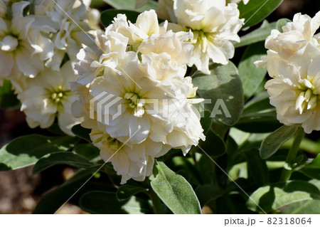 三鷹中原に咲く白いストックの花 三鷹中原に咲く白いストックの花 82318064