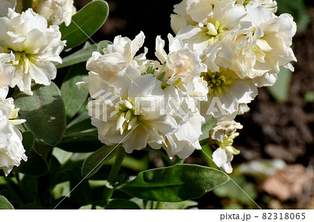 三鷹中原に咲く白いストックの花 三鷹中原に咲く白いストックの花 82318065