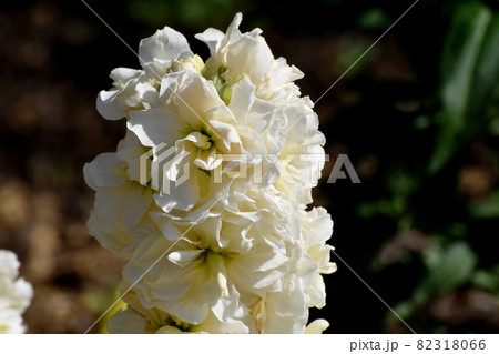 三鷹中原に咲く白いストックの花 三鷹中原に咲く白いストックの花 82318066