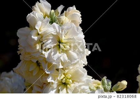 三鷹中原に咲く白いストックの花 三鷹中原に咲く白いストックの花 82318068