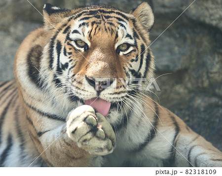 手を舐めるトラ 82318109