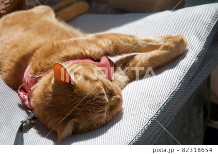 マットレスの上で昼寝する猫 マットレスの上で昼寝する猫 82318654