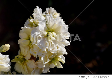 三鷹中原に咲く白いストックの花 三鷹中原に咲く白いストックの花 82318997