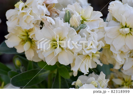 三鷹中原に咲く白いストックの花 82318999