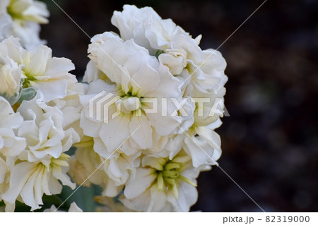三鷹中原に咲く白いストックの花 三鷹中原に咲く白いストックの花 82319000