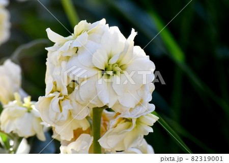 三鷹中原に咲く白いストックの花 三鷹中原に咲く白いストックの花 82319001