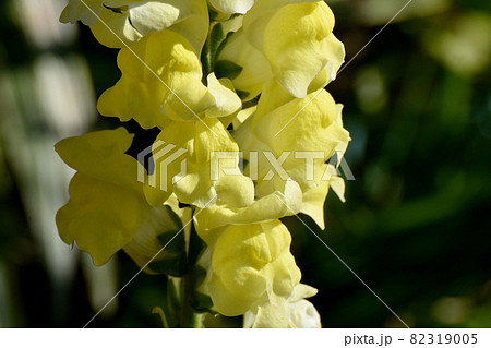 三鷹中原に咲く黄色いキンギョソウの花 82319005