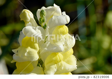 三鷹中原に咲く黄色いキンギョソウの花 三鷹中原に咲く黄色いキンギョソウの花 82319006