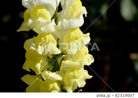 三鷹中原に咲く黄色いキンギョソウの花 82319007