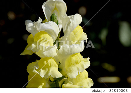 三鷹中原に咲く黄色いキンギョソウの花 82319008