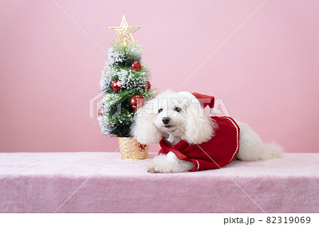 クリスマスツリーとサンタクロースの衣装を着たトイプードル 82319069