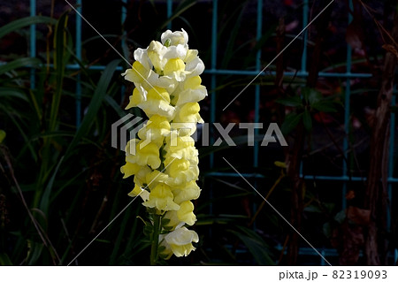 三鷹中原に咲く黄色いキンギョソウの花 三鷹中原に咲く黄色いキンギョソウの花 82319093