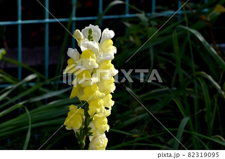 三鷹中原に咲く黄色いキンギョソウの花 82319095