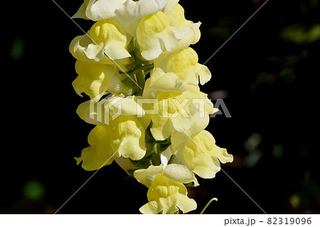 三鷹中原に咲く黄色いキンギョソウの花 82319096