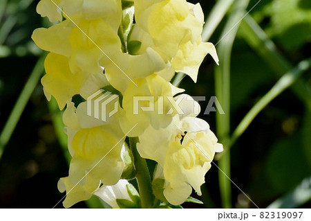三鷹中原に咲く黄色いキンギョソウの花 82319097