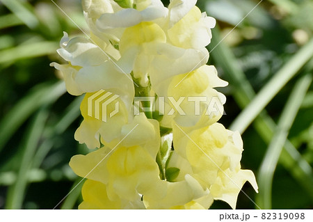 三鷹中原に咲く黄色いキンギョソウの花 82319098