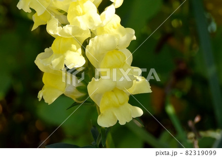 三鷹中原に咲く黄色いキンギョソウの花 82319099