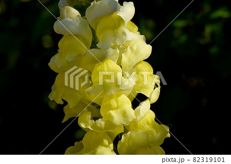 三鷹中原に咲く黄色いキンギョソウの花 82319101