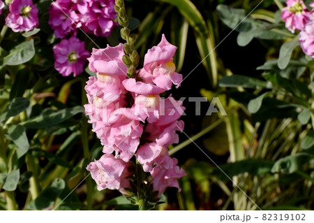 三鷹中原に咲くピンクのキンギョソウの花 82319102