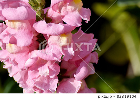 三鷹中原に咲くピンクのキンギョソウの花 82319104