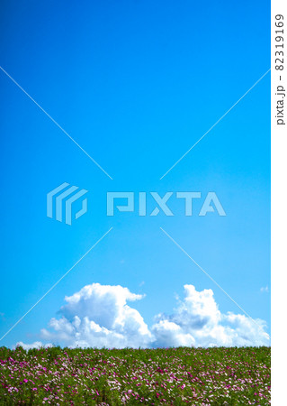 真っ青な空と白い雲、秋桜のある風景 82319169