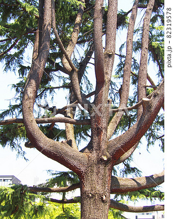 不思議な樹木 82319578