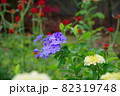 ルリマツリ 82319748