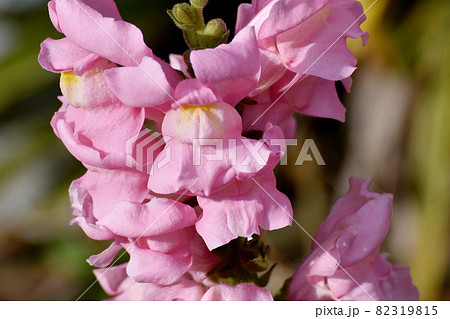 三鷹中原に咲くピンクのキンギョソウの花 82319815