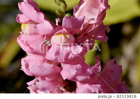 三鷹中原に咲くピンクのキンギョソウの花 三鷹中原に咲くピンクのキンギョソウの花 82319816
