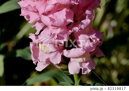 三鷹中原に咲くピンクのキンギョソウの花 三鷹中原に咲くピンクのキンギョソウの花 82319817