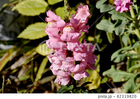 三鷹中原に咲くピンクのキンギョソウの花 三鷹中原に咲くピンクのキンギョソウの花 82319820